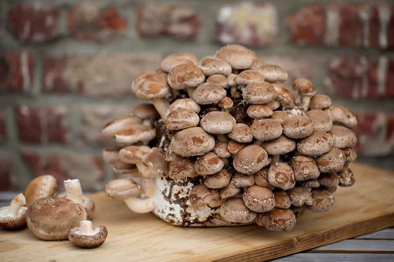  "Shitake" svampar som odlas med Ã¶l, ett eventuellt projekt i Bryssel